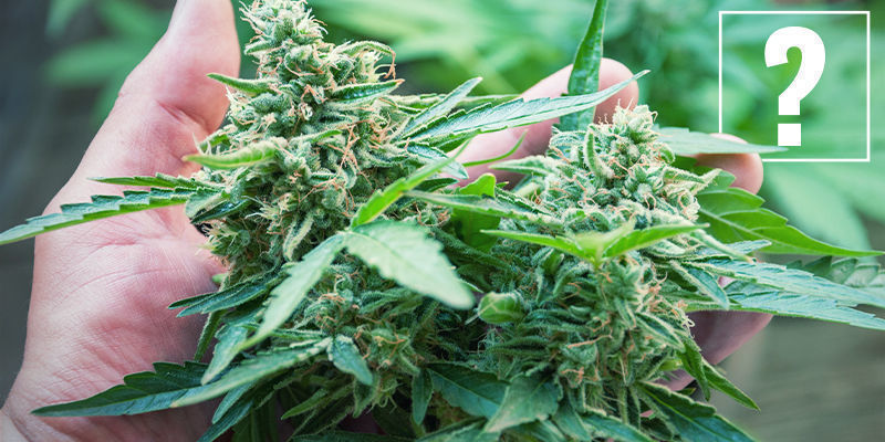 Hvad er rå (eller sure) cannabinoider? What Are Raw (Or Acidic) Cannabinoids?