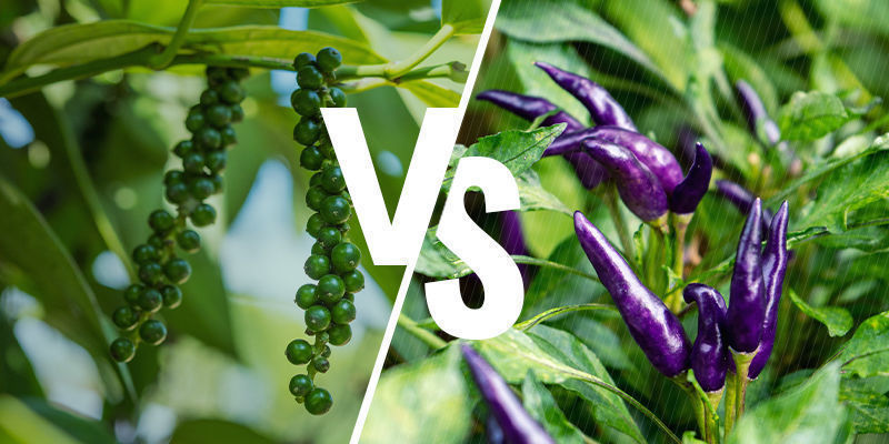 Peber vs. chili Pepper Vs Chili