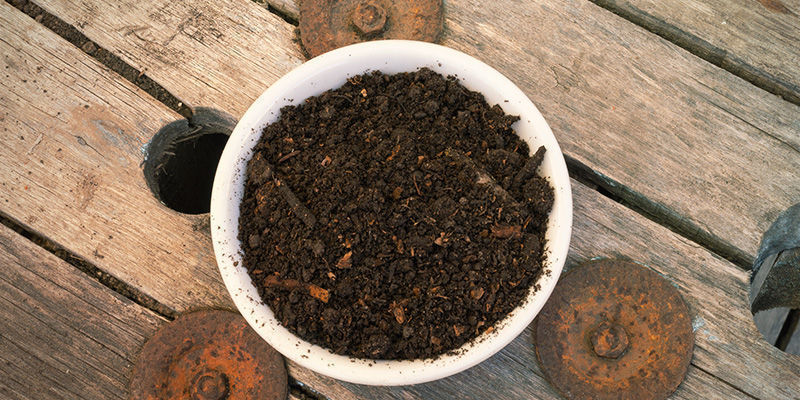 Metode: Overvintring af chiliplanter Metode: Overvintring af chiliplanter