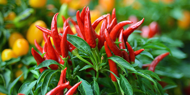 Overvintring af chiliplanter: Er det det værd? Overvintring af chiliplanter: Er det det værd?