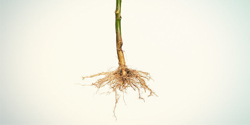Fjern og rens rødderne 4. Remove and clean the roots