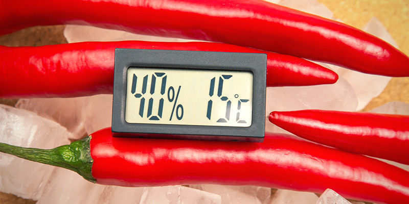 Top tips til overvintring af chiliplanter Top tips til overvintring af chiliplanter