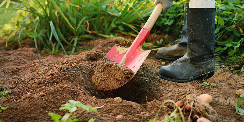 Hvad med chiliplanter i jorden? What about in-ground pepper plants?