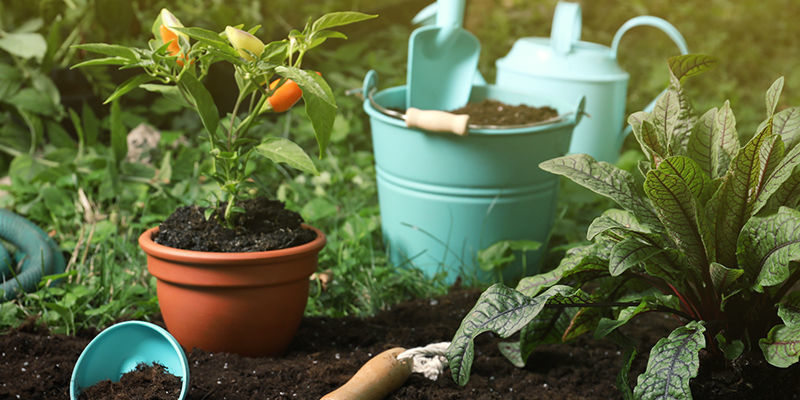 Hvad skal du bruge for at overvintre chiliplanter? Hvad skal du bruge for at overvintre chiliplanter?