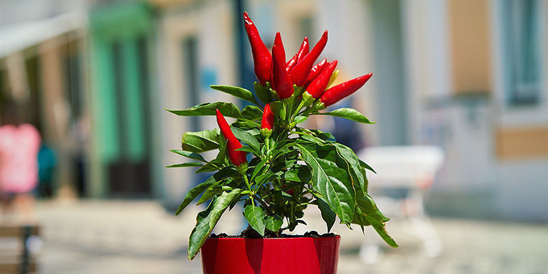 Hvorfor skal du overvintre chiliplanter? Hvorfor skal du overvintre chiliplanter?