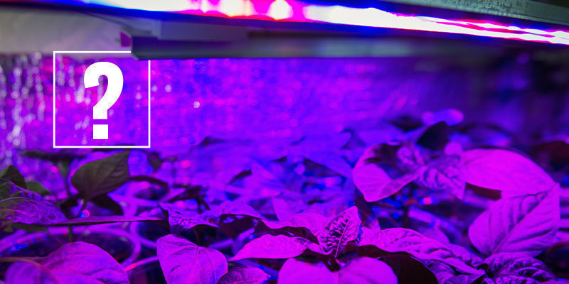 Bør du bruge LED vækstlys til chilipeber? Should You Use Grow Lights For Chilli Peppers?