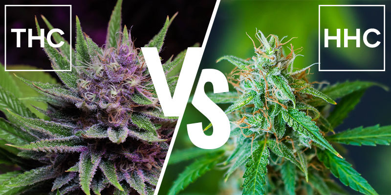 Hvad er forskellen på HHC og THC? Hvad er forskellen på HHC og THC?