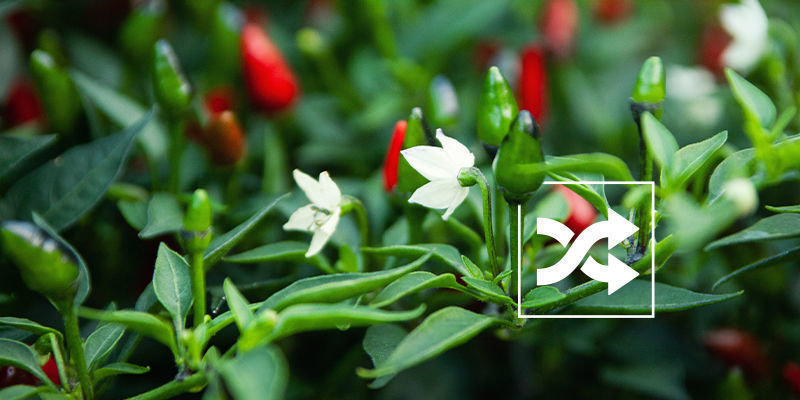 Krydsbestøvning af chiliplanter Cross-pollinating chilli plants