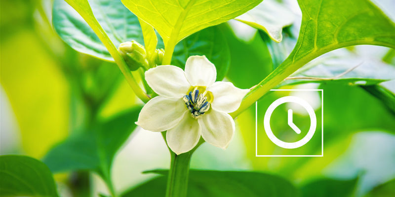 Hvornår skal man bestøve chiliplanter? When to pollinate chilli plants?