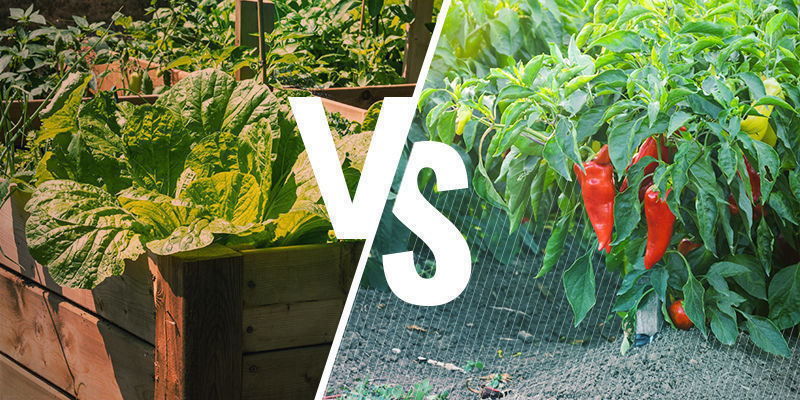 Højbede vs. dyrkning direkte i jorden Raised beds vs growing in the ground