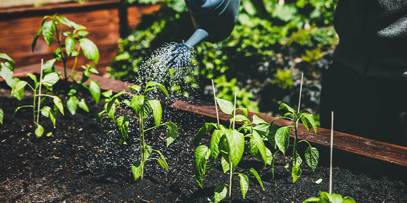 Bør du dyrke stærke chilier i højbede? Should you plant hot peppers in raised garden beds?