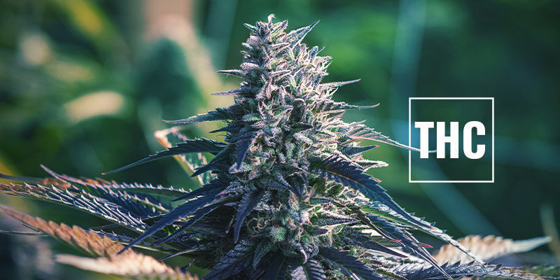 Udvælgelse af sorter med højt THC-indhold Picking High-THC Strains