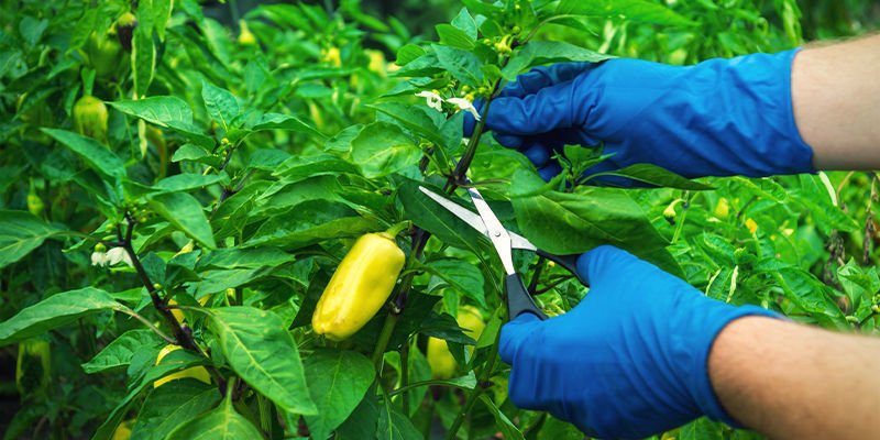 Sådan beskærer du chilipeberplanter Sådan beskærer du chilipeberplanter