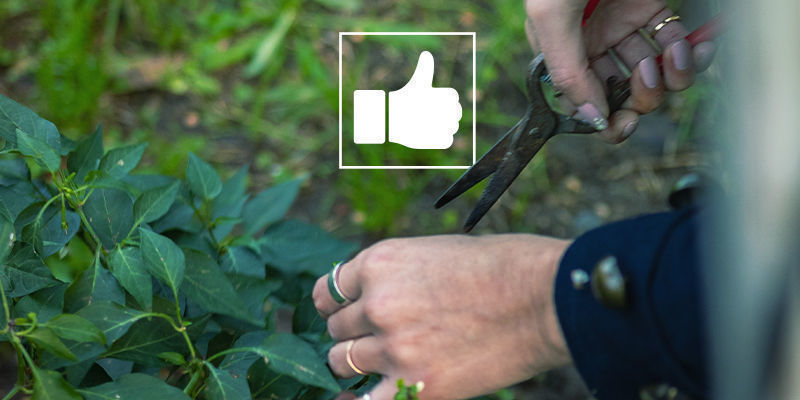 Tips til beskæring af chili- og peberplanter Tips til beskæring af chili- og peberplanter