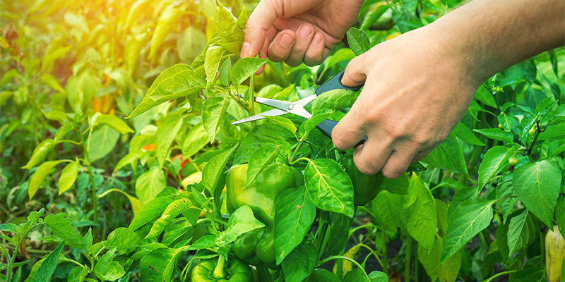 Hvornår skal du beskære peberplanter? When should you prune pepper plants?