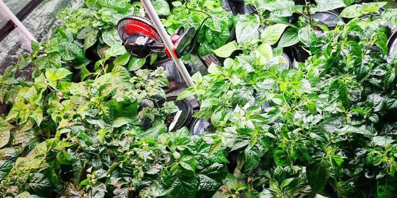 Kan man dyrke peberfrugter hydroponisk? Kan man dyrke peberfrugter hydroponisk?