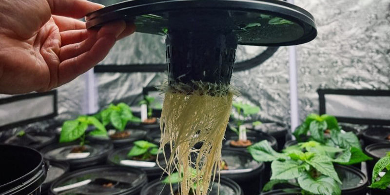 Sådan dyrker du chili med hydroponik Sådan dyrker du chili med hydroponik