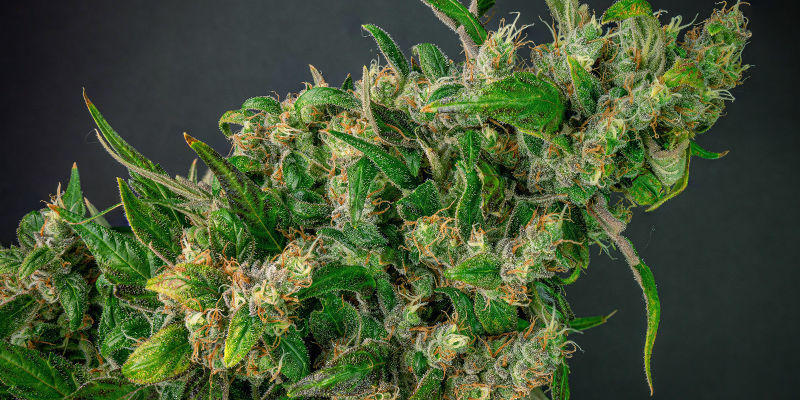 Feminiserede cannabisfrø til at komme i gang Feminiserede cannabisfrø til at komme i gang