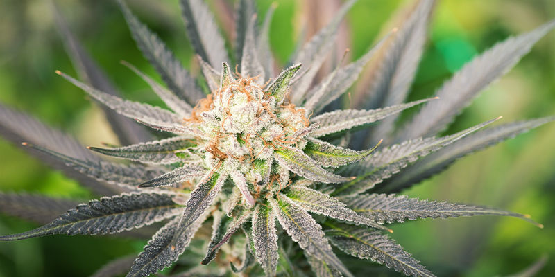 Hvad er fordelene ved feminiserede cannabisfrø? Hvad er fordelene ved feminiserede cannabisfrø?