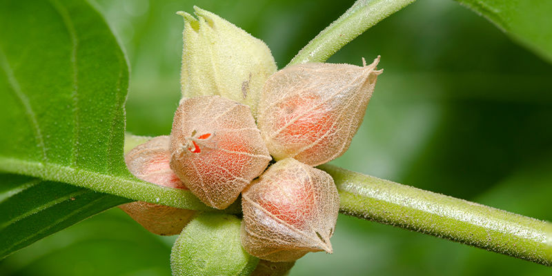 Ashwagandhas oprindelse Ashwagandhas oprindelse
