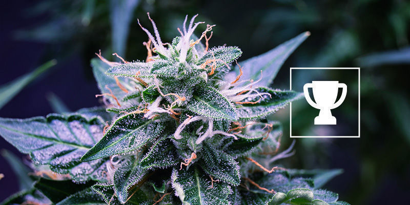 Prisvindende genetik Award-winning genetics