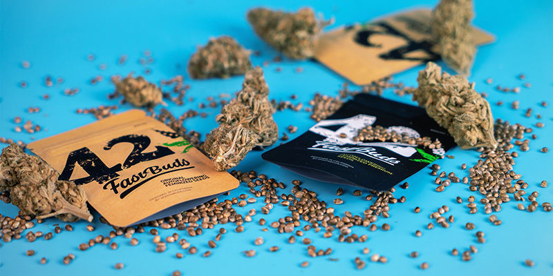 FastBuds' bedste Autoflower frø FastBuds' flagship autoflowering seeds