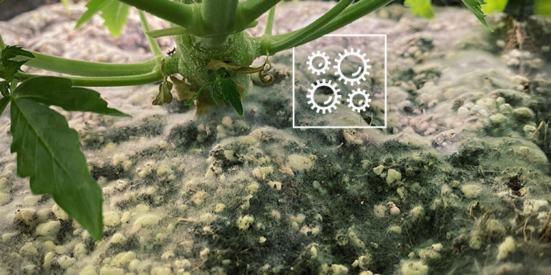 Pathogens