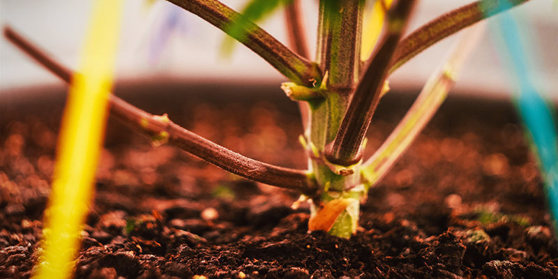 Plantesstress