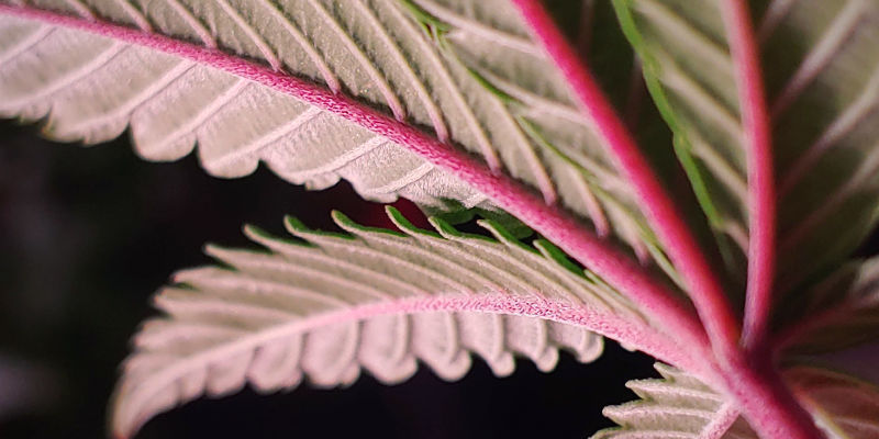 R&oslash;de eller lilla cannabisst&aelig;ngler &mdash; hvorn&aring;r er der grund til bekymring