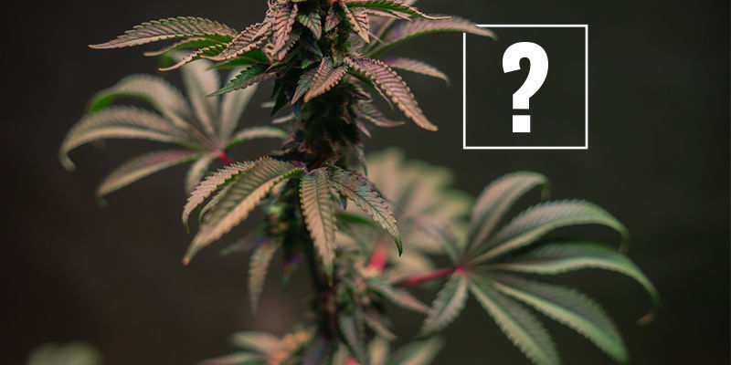 Hvad for&aring;rsager r&oslash;de og lilla cannabisst&aelig;ngler?