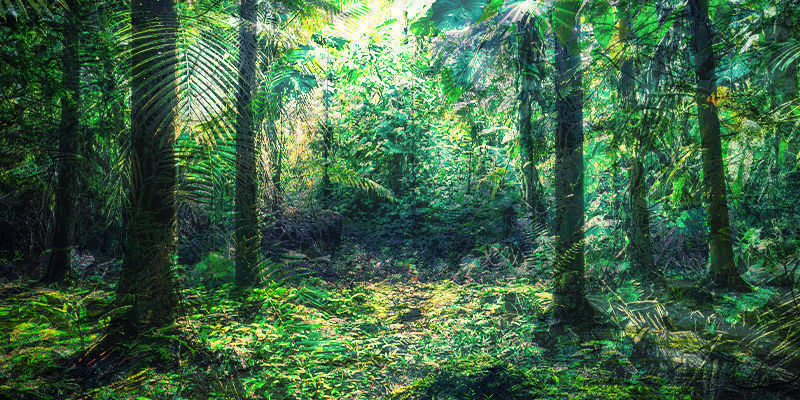 Fusion af ecuadoriansk regnskov og Devon fusion of Ecuadorian rainforest and Devon