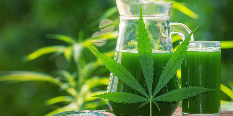 Hvad er rå cannabisjuice? Hvad er rå cannabisjuice?