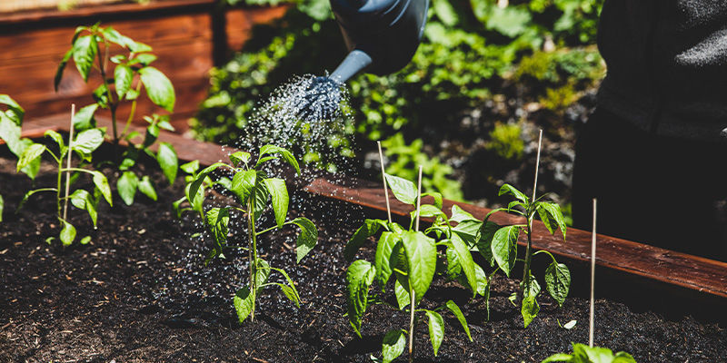 Sådan forebygger du råd i blomsterenden Sådan forebygger du råd i blomsterenden