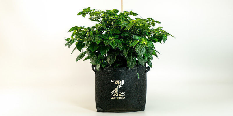 Sørg for, at rødderne kan vokse uden begrænsninger Make Sure Roots Grow Without Limitations
