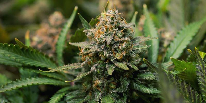 Cannabis-sorter, der indeholder geraniol Cannabis-sorter, der indeholder geraniol