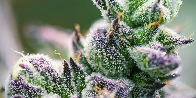 Geraniol: En dragende terpen Geraniol: An Enticing Terpene