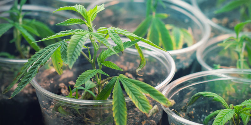 Sådan skaber du nye cannabissorter Sådan skaber du nye cannabissorter