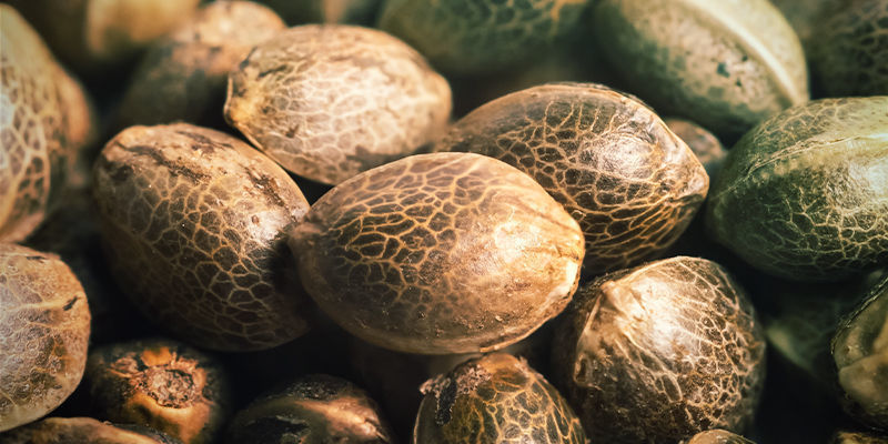 Polyhybrid cannabisfrø Polyhybrid Cannabis Seeds