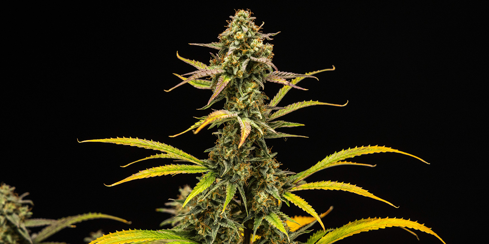 Sorter med højt indhold af myrcen Strains high in myrcene