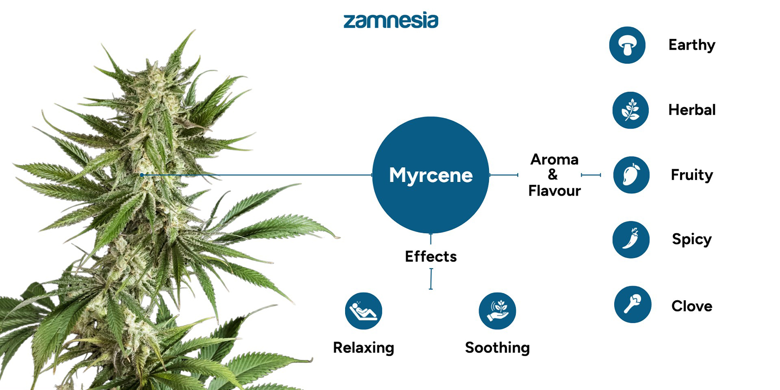 Hvad g&oslash;r myrcen i cannabis?