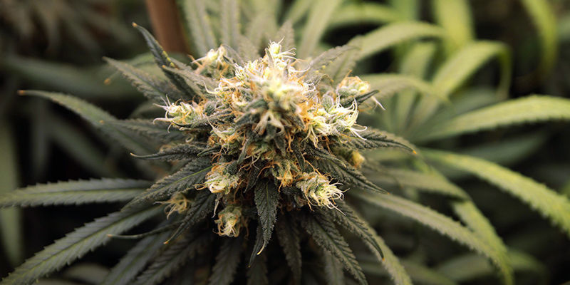 5 cannabissorter rige på pinen 5 cannabissorter rige på pinen