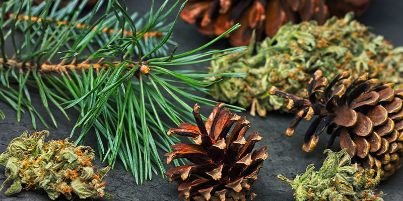 Pinene: Et overblik Pinene: A Summary