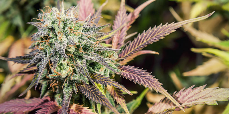 5 cannabissorter, der indeholder limonen 5 cannabissorter, der indeholder limonen