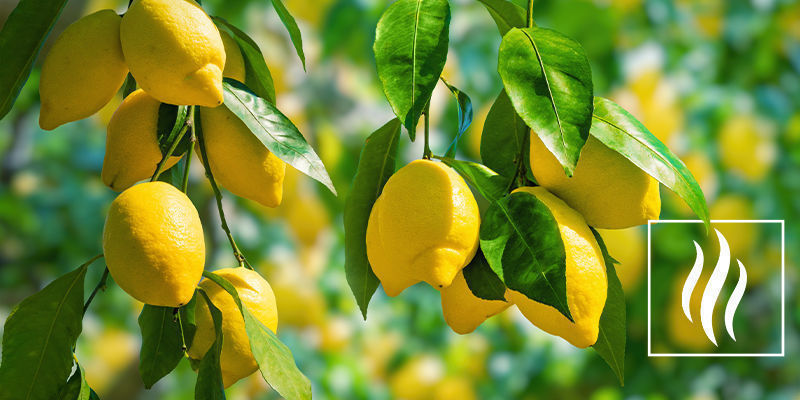 Duft og aroma af limonen Duft og aroma af limonen