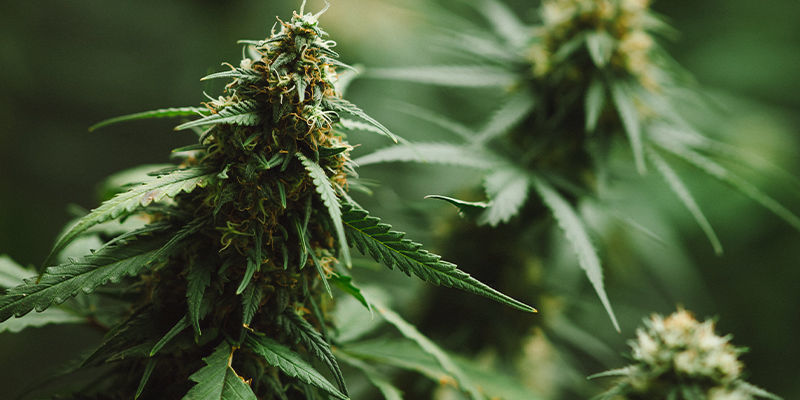 5 cannabissorter med caryophyllen 5 cannabissorter med caryophyllen