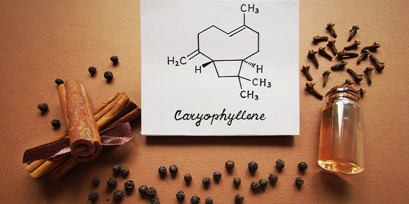 Caryophyllene: Overblik Caryophyllene: Overblik