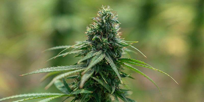 Cannabissorter, der booster kreativiteten Cannabissorter, der booster kreativiteten