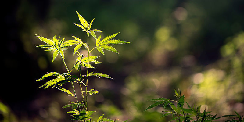 Sådan dyrker du How To Grow