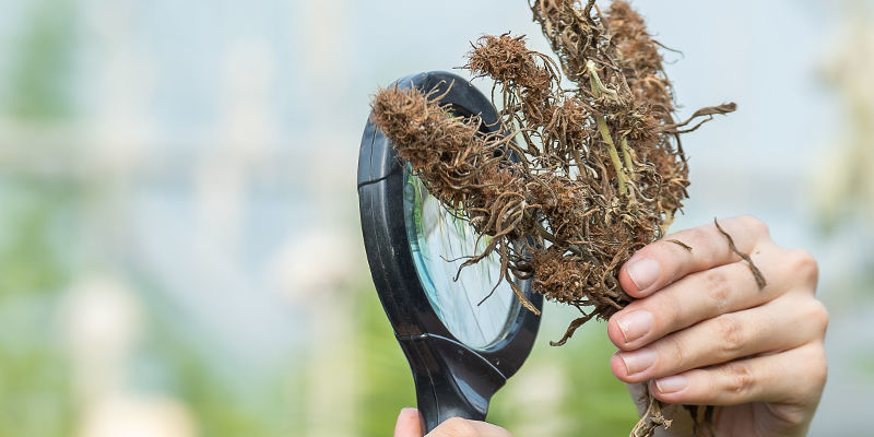 Tag det som en advarsel: Disse metoder forringer styrke, aroma og smag i dine blomster Tag det som en advarsel: Disse metoder forringer styrke, aroma og smag i dine blomster