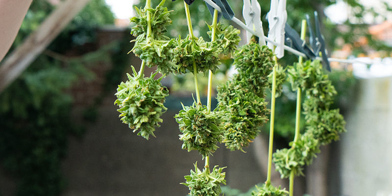 Tørring af cannabis i solen Tørring af cannabis i solen